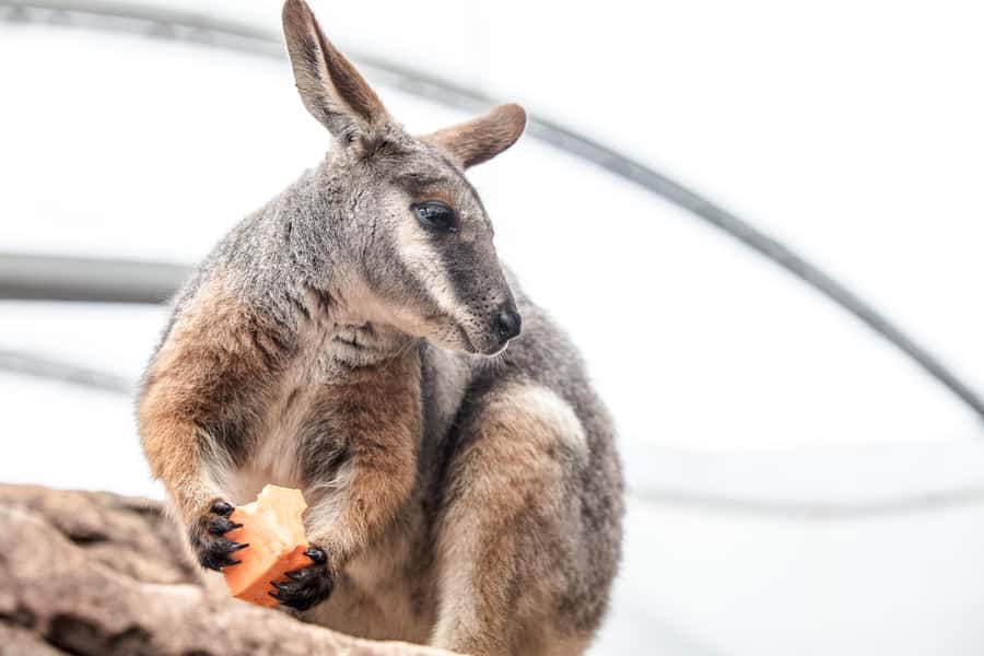 WILD LIFE Sydney Zoo - 9 Habitat Zones: The Best Way to See a Lot in One Walk