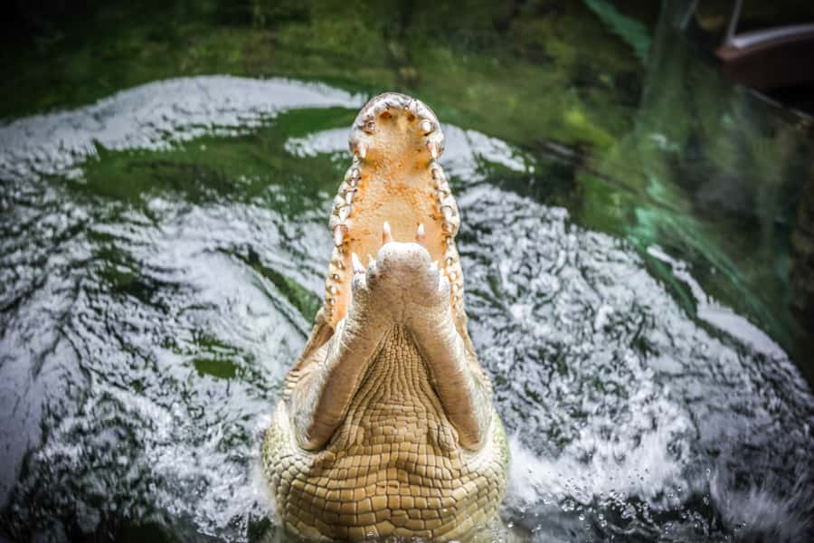 WILD LIFE Sydney Zoo - Kangaroos and Wombats: The Animals Most Worth Slowing Down For