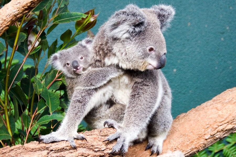 WILD LIFE Sydney Zoo - Koalas Up Close: What You Get Without the Extra Photo