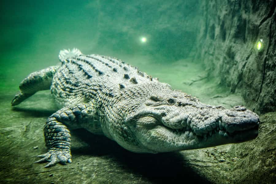 WILD LIFE Sydney Zoo - Crocodiles, Turtles, and the Rex Factor