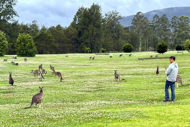 WILD Wombat and Kangaroo Day Tour, All Inclusive - Southern Highlands wildlife time: wombats and kangaroos with patience built in