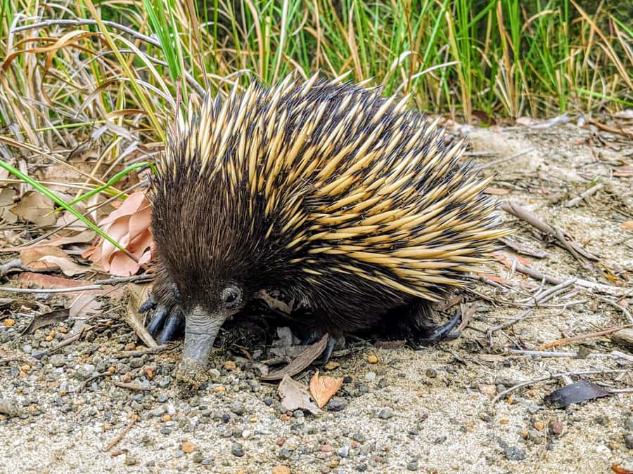 WILD Wombats and Kangaroo Experience, All Inclusive, Sydney - Macquarie Pass National Park: eucalyptus air and waterfall potential