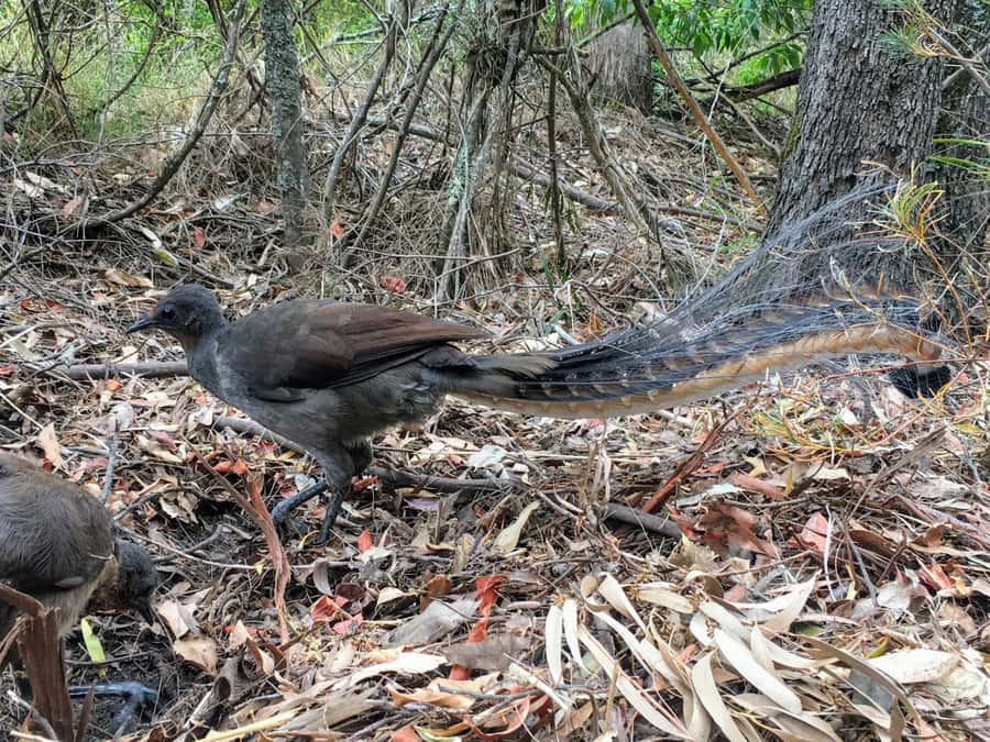 WILD Wombats and Kangaroo Experience, All Inclusive, Sydney - Robertson Pie Shop lunch: the Aussie reset (cool-season only)