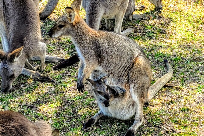 Wildlife, Waterfalls and Wine Day Tour from Sydney - Centennial Winery-Style Boutique Tasting: Local Pours as the Finale
