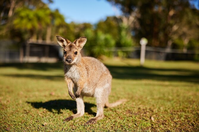Wildlife, Waterfalls and Wine Day Tour from Sydney - Guide Dynamics: How Steve, Jackie, Rowan, and Tony Change the Day