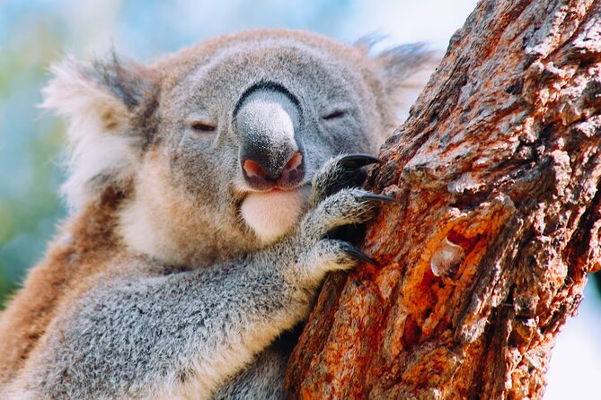 Wildlife, Waterfalls and Wine Day Tour from Sydney - Symbio Wildlife Park: Koalas Up Close With a Conservation Focus