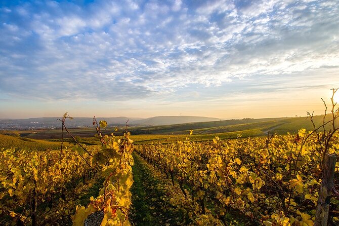 Wine Tours Sydney - Southern Highlands Day Escape, Full Day Wine Tasting Tour - Key Things I’d Watch Before You Go